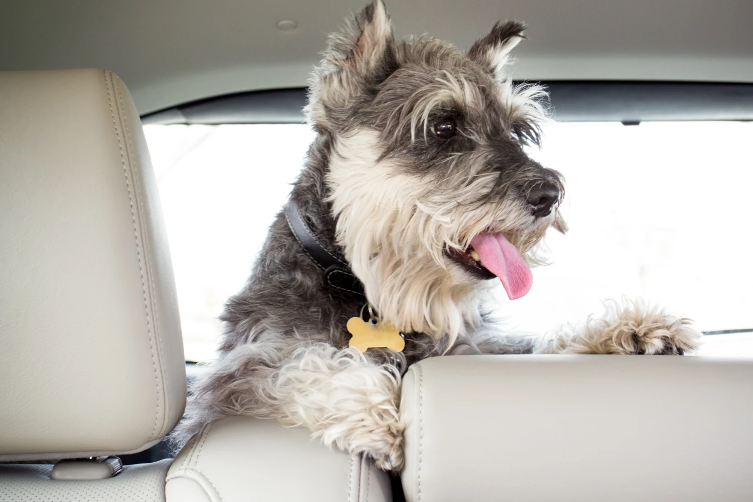 Honda Accord Dog Carrier Car Seat for Miniature Schnauzer