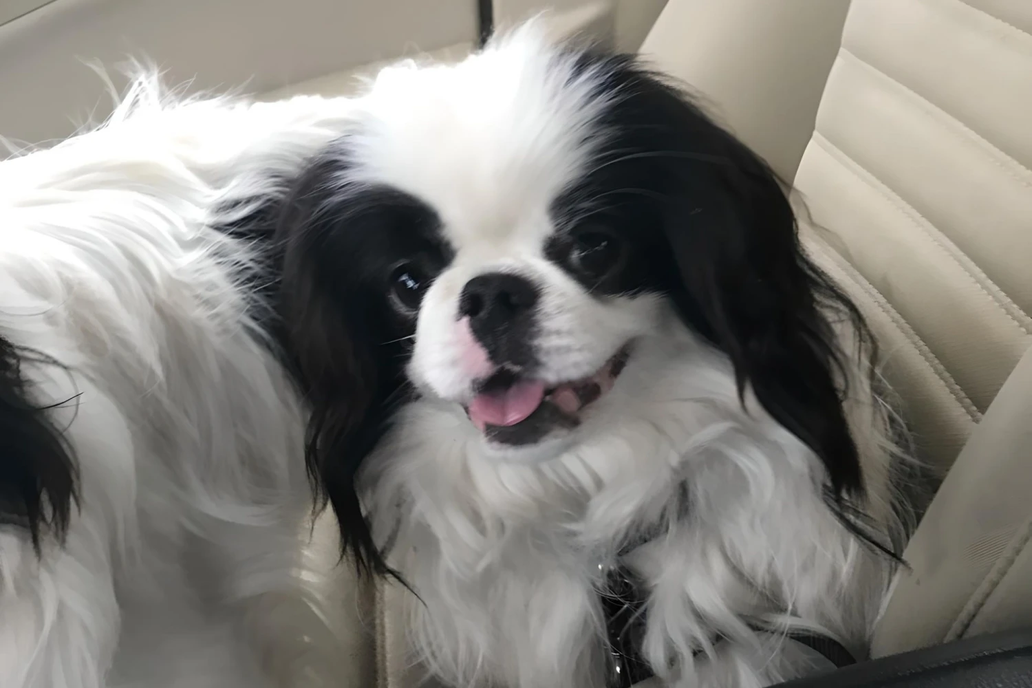 Toyota RAV4 Dog Carrier Car Seat for Japanese Chin