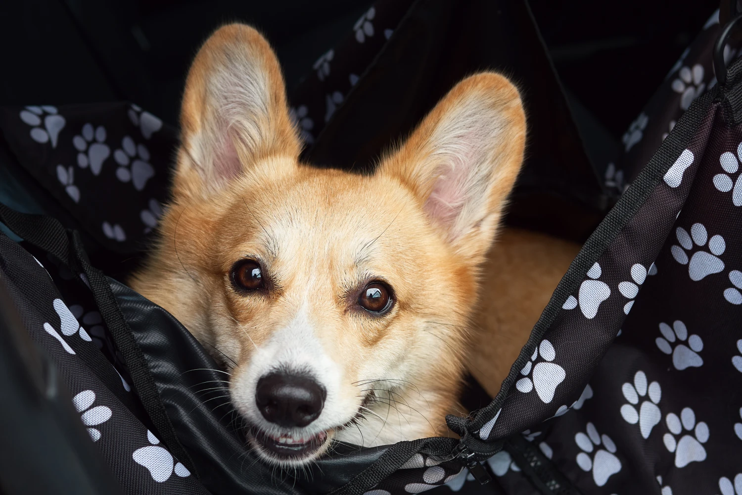 Dodge Durango Dog Car Seat for Pembroke Welsh Corgis