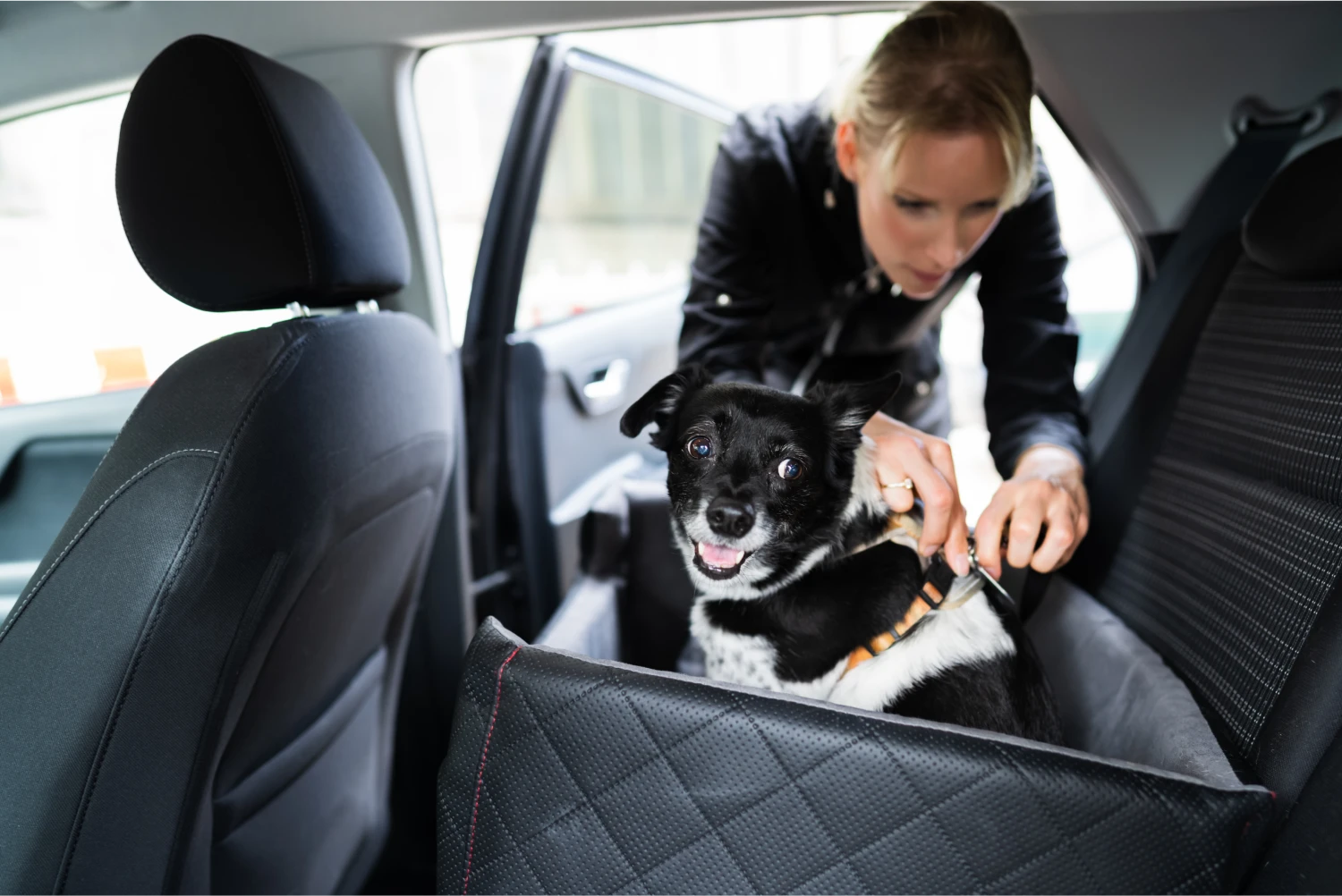 Jeep Renegade Dog Safety Belt for Akitas