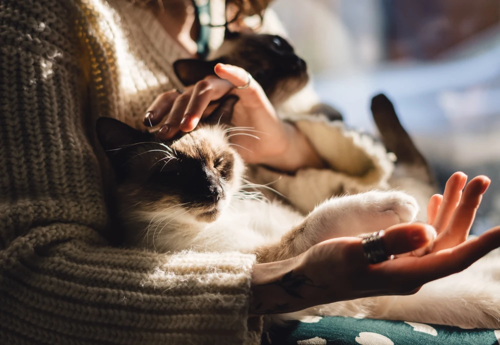 pet camera that moves