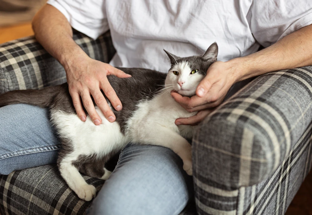 robot camera for pets